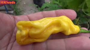 Afbeeldingsresultaat voor mme jeanette hot pepper