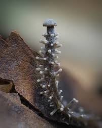 Attēlu rezultāti vaicājumam “Cribraria sp.”