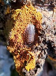 Attēlu rezultāti vaicājumam “Trichia sp.”