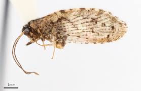 Attēlu rezultāti vaicājumam “Hemerobiidae”