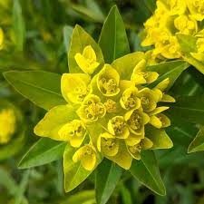 Attēlu rezultāti vaicājumam “Euphorbia palustris”