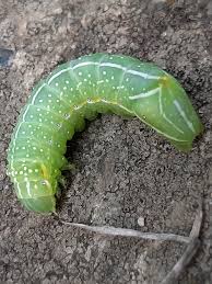 Attēlu rezultāti vaicājumam “Amphipyra pyramidea”