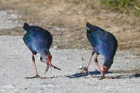 Image result for Porphyrio alleni