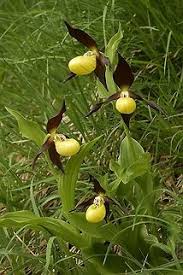 Attēlu rezultāti vaicājumam “Cypripedium calceolus flower”