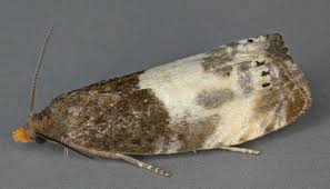 Attēlu rezultāti vaicājumam “Notocelia cynosbatella”