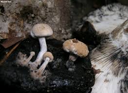 Attēlu rezultāti vaicājumam “Asterophora lycoperdoides”