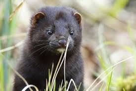 Attēlu rezultāti vaicājumam “Mustela vison”