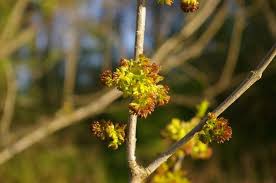 Attēlu rezultāti vaicājumam “Fraxinus pennsylvanica male flower”