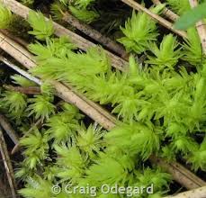 Attēlu rezultāti vaicājumam “Aulacomnium palustre”