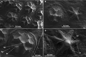 Image result for Styracura pacifica