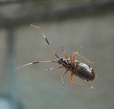 Attēlu rezultāti vaicājumam “Closterotomus biclavatus imago”