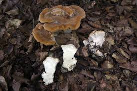 Attēlu rezultāti vaicājumam “Bondarzewia mesenterica”