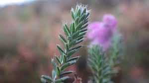 Attēlu rezultāti vaicājumam “Erica tetralix”