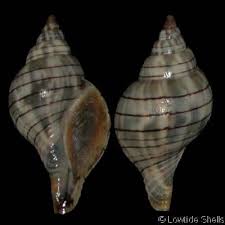 Image result for Cinctura hunteria