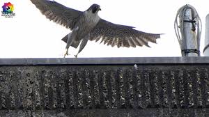 Image result for Herts Falcons