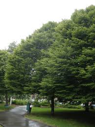 Attēlu rezultāti vaicājumam “Carpinus betulus”