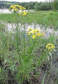 Attēlu rezultāti vaicājumam “Jacobaea paludosa”