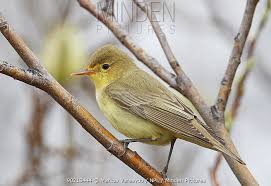 Attēlu rezultāti vaicājumam “Hippolais icterina”