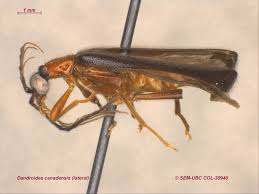 Attēlu rezultāti vaicājumam “Pyrochroidae”