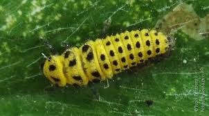 Attēlu rezultāti vaicājumam “Psyllobora vigintiduopunctata larva”