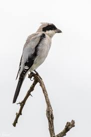 Image result for Lanius minor