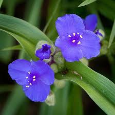 Attēlu rezultāti vaicājumam “Tradescantia virginiana”