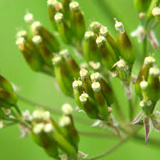Attēlu rezultāti vaicājumam “Anthriscus sylvestris fruit”