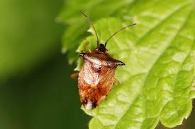 Attēlu rezultāti vaicājumam “Elasmucha ferrugata”