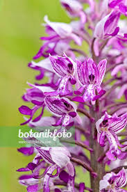 Attēlu rezultāti vaicājumam “Orchis militaris flower”
