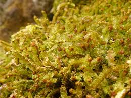 Attēlu rezultāti vaicājumam “Barbilophozia barbata”