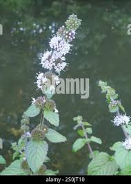 Attēlu rezultāti vaicājumam “Mentha x verticillata leaf”
