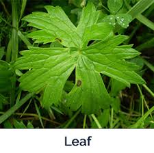 Attēlu rezultāti vaicājumam “Ranunculus acris leaf”
