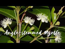 Attēlu rezultāti vaicājumam “Trichia ambigua stalked”