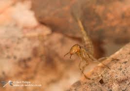 Attēlu rezultāti vaicājumam “Ilybius sp.”