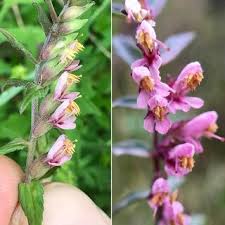 Attēlu rezultāti vaicājumam “Odontites vulgaris flower”