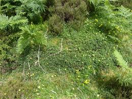 Attēlu rezultāti vaicājumam “Helianthemum nummularium fruit”