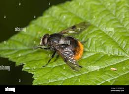 Attēlu rezultāti vaicājumam “Volucella bombylans”
