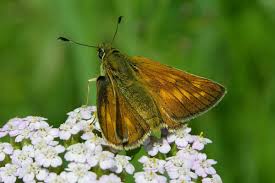 Attēlu rezultāti vaicājumam “Ochlodes sylvanus female”