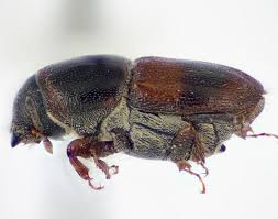 Attēlu rezultāti vaicājumam “Scolytus scolytus, Scolytus multistriatus”
