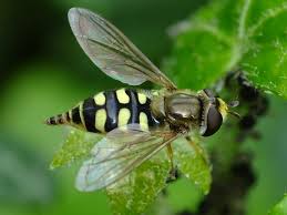 Attēlu rezultāti vaicājumam “Eupeodes corollae”