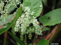 Attēlu rezultāti vaicājumam “Reynoutria sachalinensis flower”