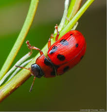 Attēlu rezultāti vaicājumam “Gonioctena viminalis”