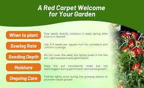 Attēlu rezultāti vaicājumam “Anthyllis arenaria”