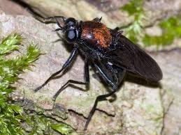 Attēlu rezultāti vaicājumam “Clitellaria ephippium”