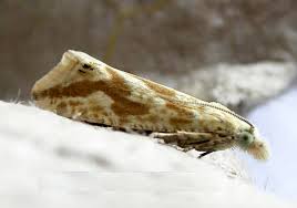 Attēlu rezultāti vaicājumam “Thiodia citrana”