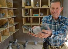 Image result for Meridian Racing Pigeon Lofts