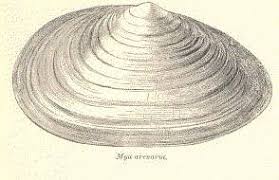 Attēlu rezultāti vaicājumam “Mya arenaria”