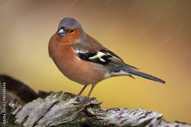 Attēlu rezultāti vaicājumam “Fringilla coelebs male”