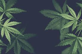 Resultado de imagen para la marihuana channel