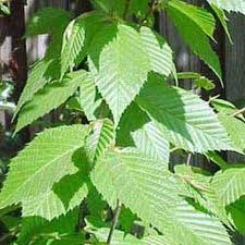 Attēlu rezultāti vaicājumam “Betula alleghaniensis leaf”
